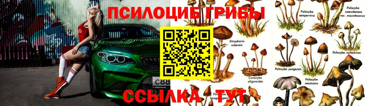 Галлюциногенные грибы Psilocybine cubensis Камышлов